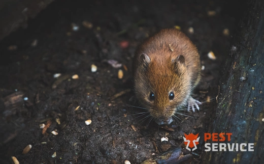 Дератизация в Камышине